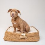 Pet Bed - brown short coated puppy on brown wicker basket