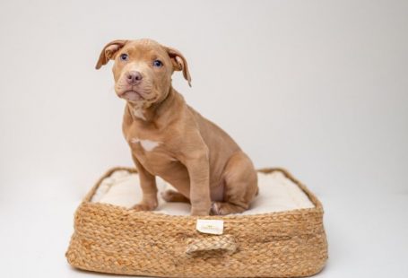 Pet Bed - brown short coated puppy on brown wicker basket