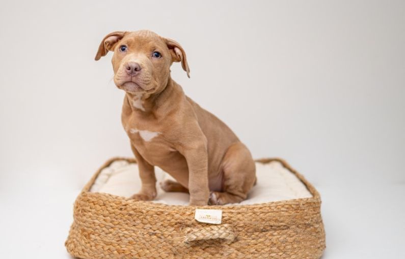 Pet Bed - brown short coated puppy on brown wicker basket