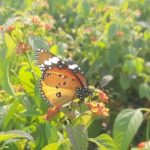 Environmental Toxins - a butterfly that is sitting on a flower