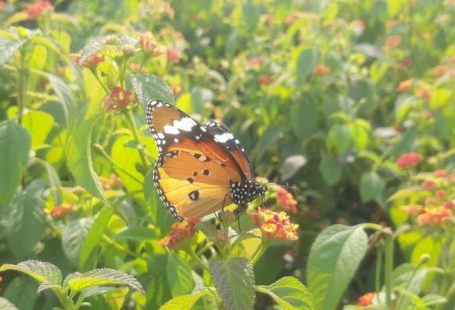 Environmental Toxins - a butterfly that is sitting on a flower