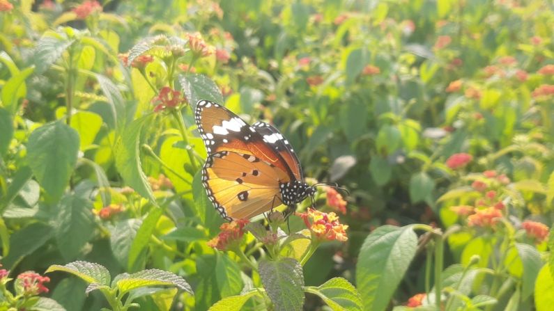 Environmental Toxins - a butterfly that is sitting on a flower