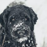 Winter Pets - a black dog standing in the snow looking at the camera