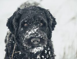 Winter Care Tips for Your Pet