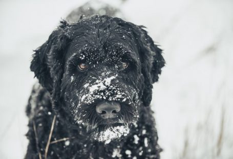 Winter Pets - a black dog standing in the snow looking at the camera