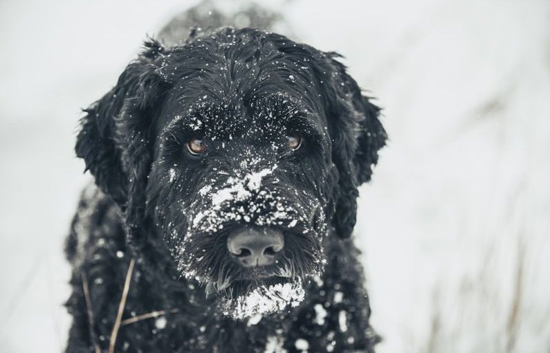 Winter Pets - a black dog standing in the snow looking at the camera
