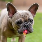 Pet Allergies - brown french bulldog puppy on green grass field during daytime
