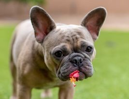 Understanding and Managing Pet Allergies