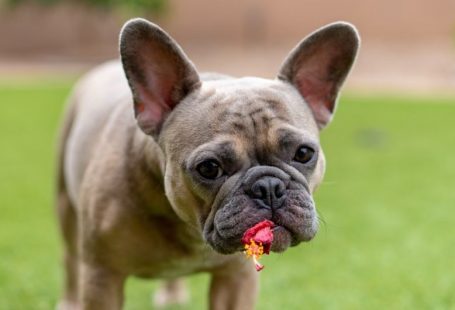 Pet Allergies - brown french bulldog puppy on green grass field during daytime