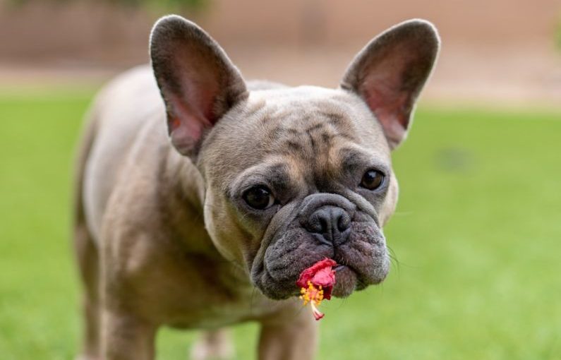 Pet Allergies - brown french bulldog puppy on green grass field during daytime