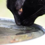 Pet Hydration - a black cat drinking water from a metal bowl