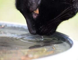 How to Keep Your Pet Hydrated