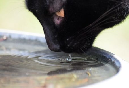 Pet Hydration - a black cat drinking water from a metal bowl