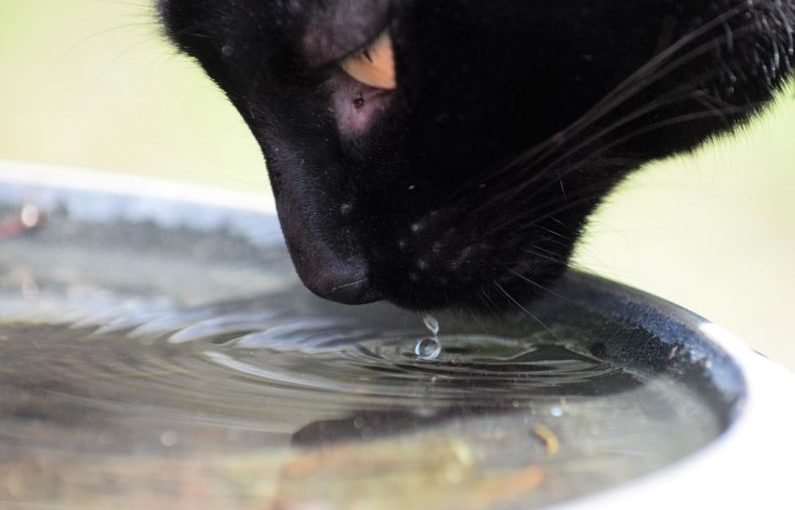 Pet Hydration - a black cat drinking water from a metal bowl