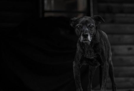 Aging Pets - black short coat small dog on black textile
