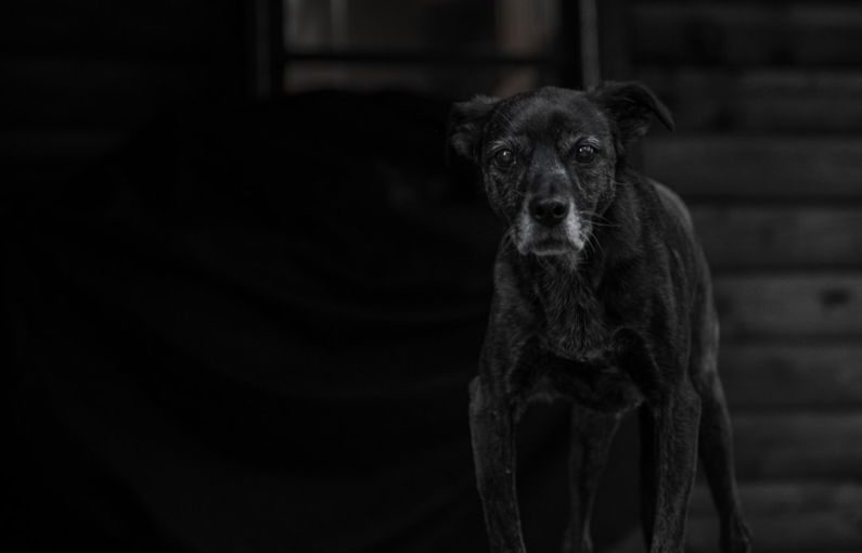 Aging Pets - black short coat small dog on black textile