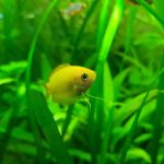 Freshwater Aquarium - a small yellow fish in a green aquarium