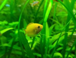 Starting Your First Freshwater Aquarium