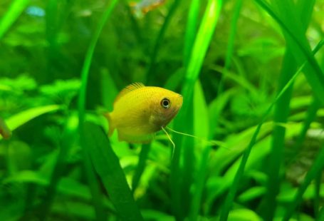 Freshwater Aquarium - a small yellow fish in a green aquarium