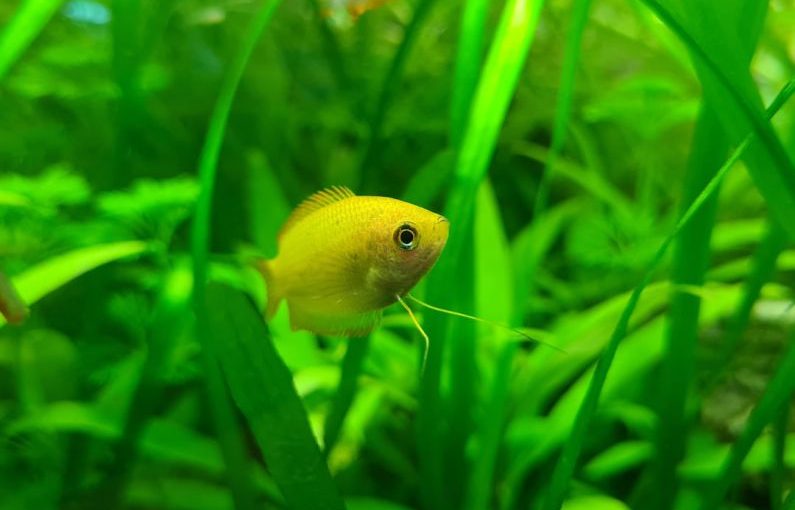 Freshwater Aquarium - a small yellow fish in a green aquarium