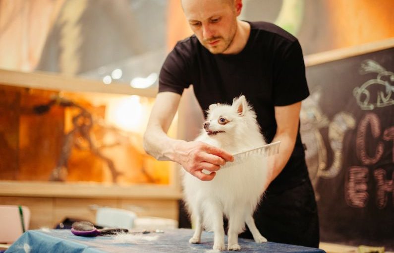 Pet Grooming - man brushing dog hair