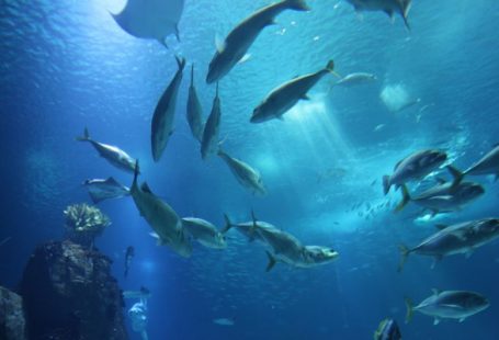 Aquarium Lighting - school of fish