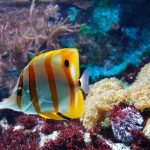 Aquarium Filtration - yellow and white fish underwater photography
