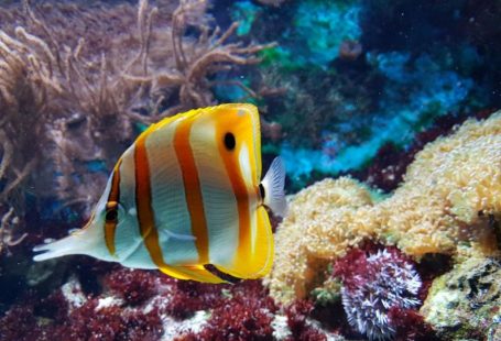 Aquarium Filtration - yellow and white fish underwater photography