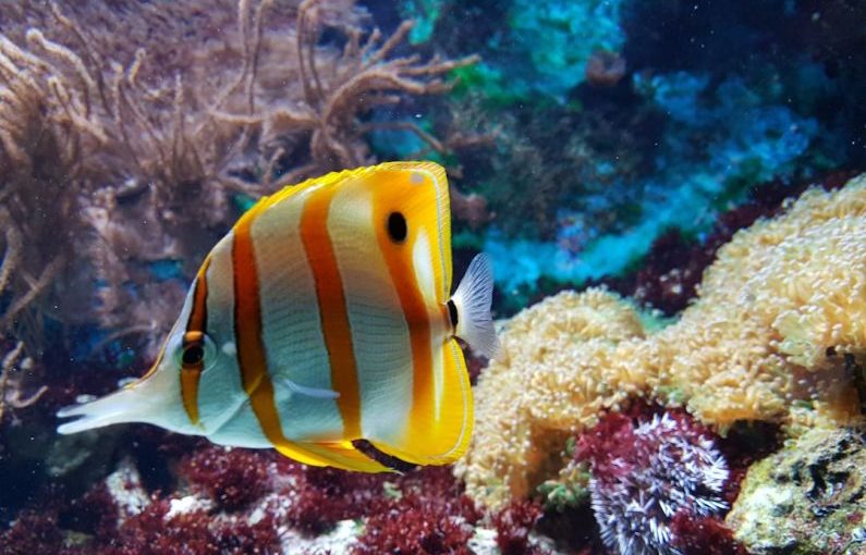 Aquarium Filtration - yellow and white fish underwater photography