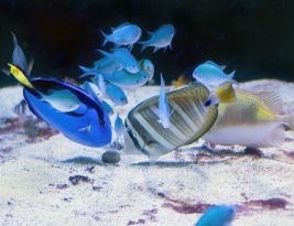 Feeding Your Aquarium Fish: a Guide