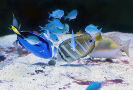 Fish Feeding - a group of fish swimming