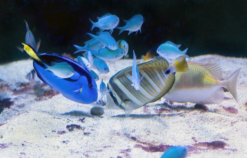 Fish Feeding - a group of fish swimming