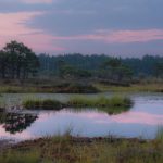 Natural Habitat - a pond surrounded by tall grass and trees