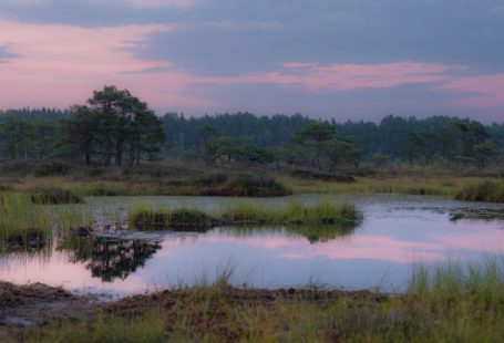 Natural Habitat - a pond surrounded by tall grass and trees