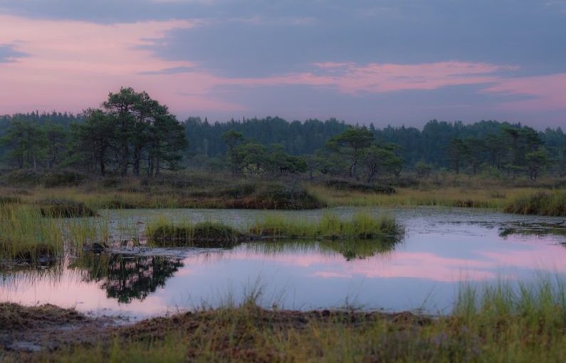 Natural Habitat - a pond surrounded by tall grass and trees