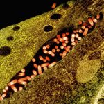 Fish Diseases - a close up of an animal cell structure