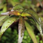 Aquascaping - a close up of a leaf with water droplets on it