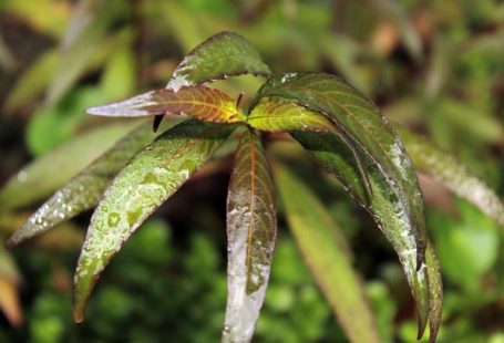 Aquascaping - a close up of a leaf with water droplets on it