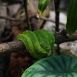 CO2 Aquarium - a green snake is sitting on a branch