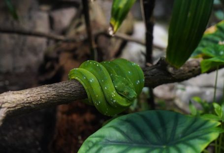 CO2 Aquarium - a green snake is sitting on a branch