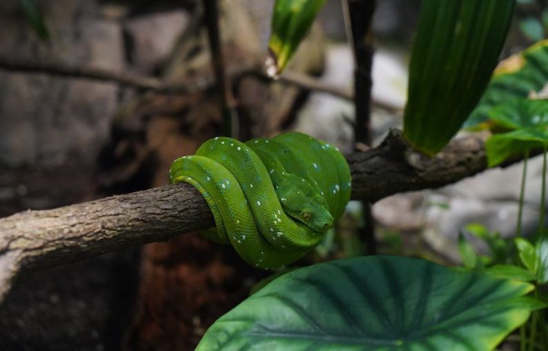 CO2 Aquarium - a green snake is sitting on a branch