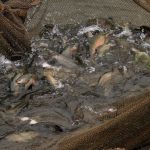 Breeding Fish - a bunch of fish that are in some water