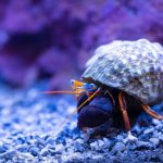 Aquarium Substrate - a close up of a small insect on a rock