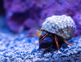 Choosing Substrate for Your Aquarium
