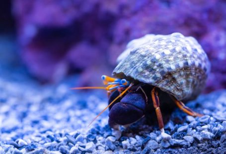 Aquarium Substrate - a close up of a small insect on a rock