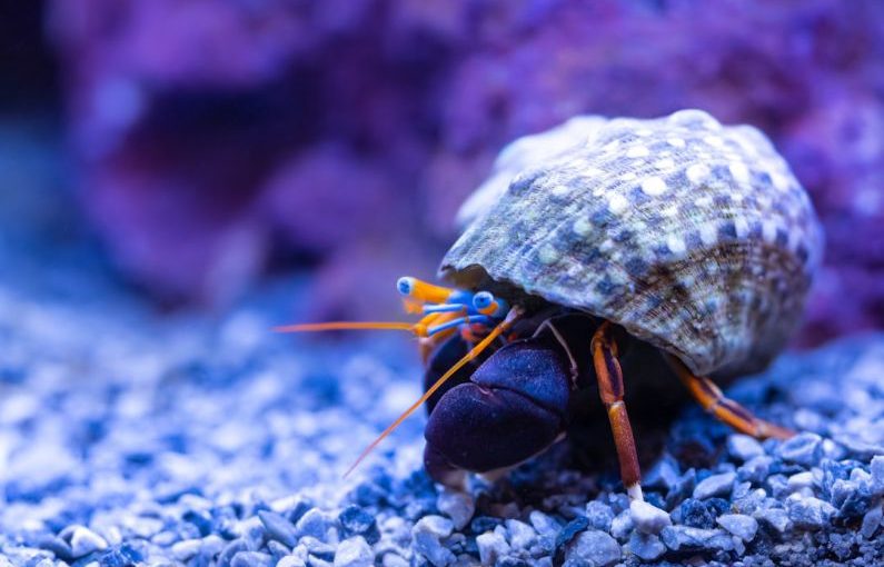 Aquarium Substrate - a close up of a small insect on a rock