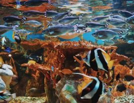 Innovative Aquarium Gadgets Every Aquarist Should Know