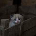 Small Pets - white and gray tabby kitten on brown wooden crate