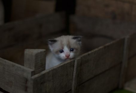 Small Pets - white and gray tabby kitten on brown wooden crate