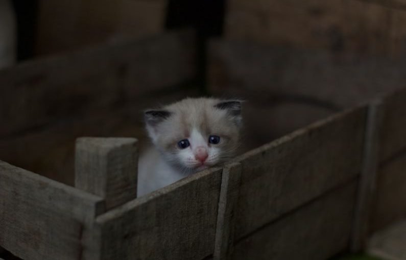 Small Pets - white and gray tabby kitten on brown wooden crate